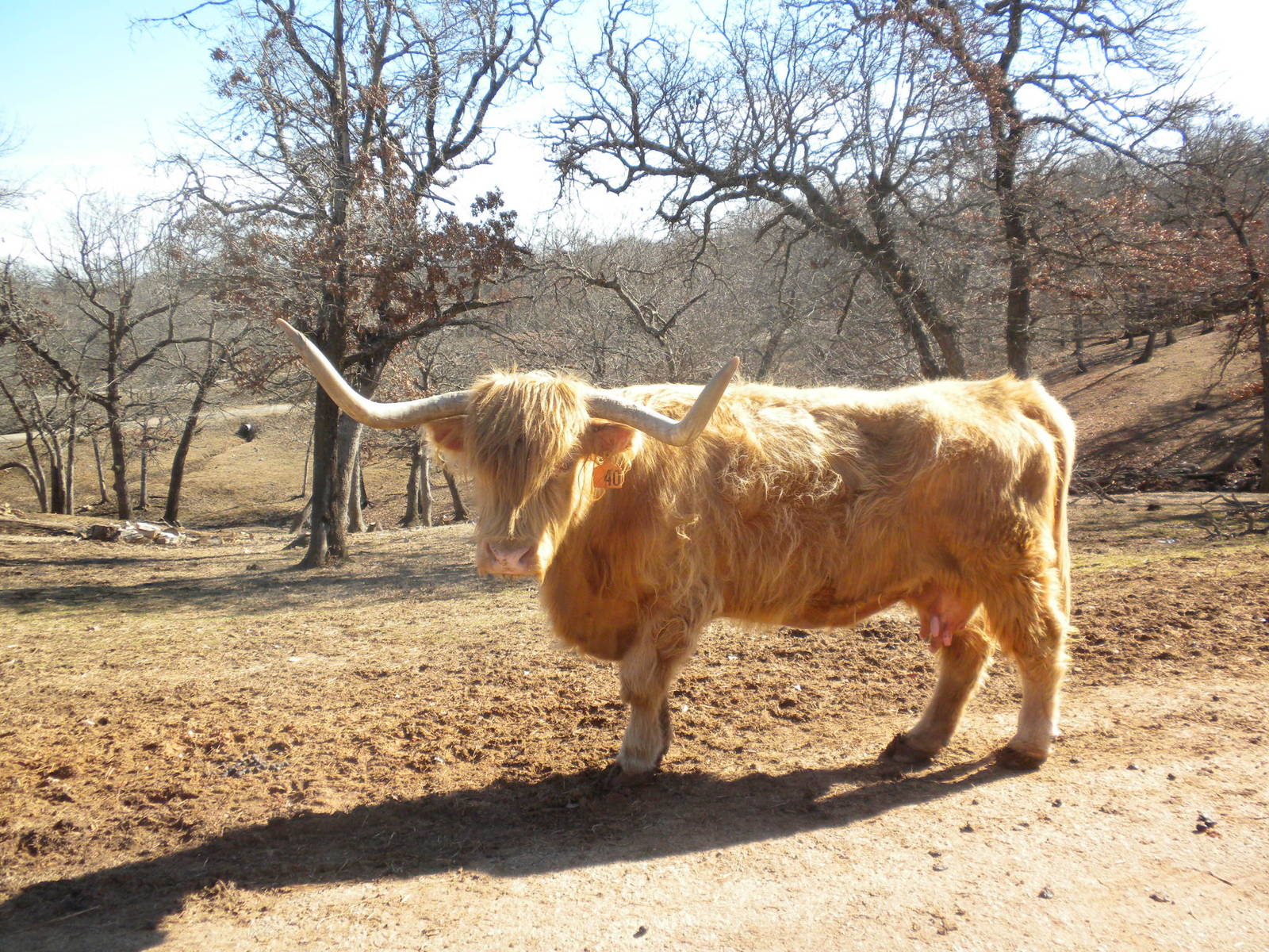 Scottish Highland Cattle