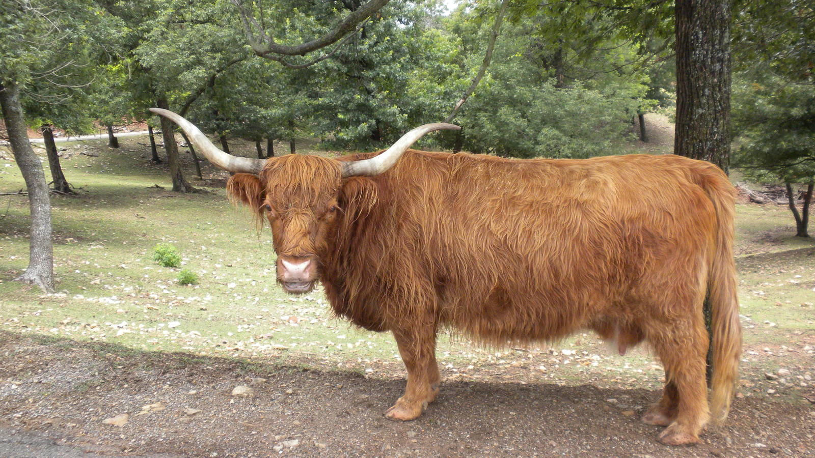 Scottish Highland Cattle