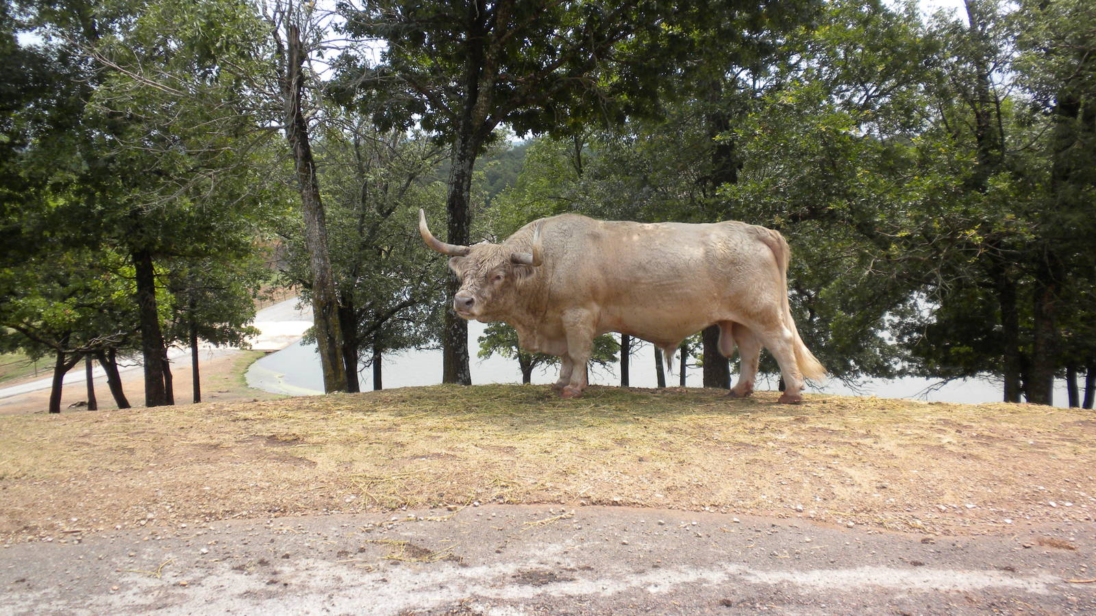 Scottish Highland Cattle