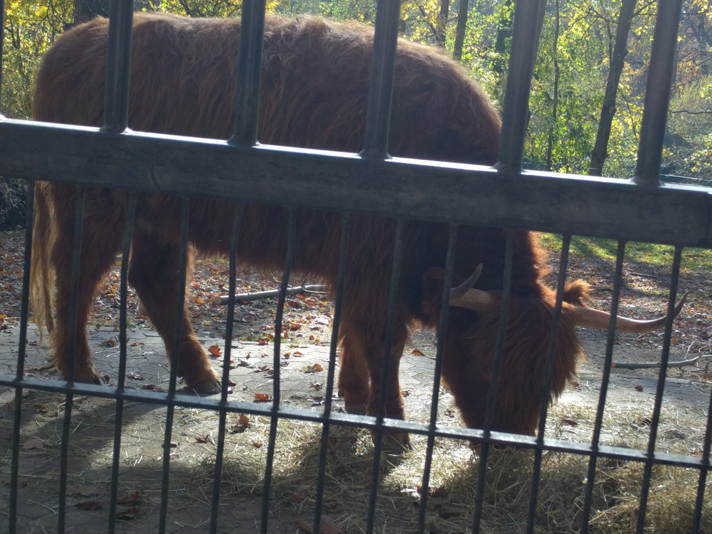 Scottish Highland Cattle