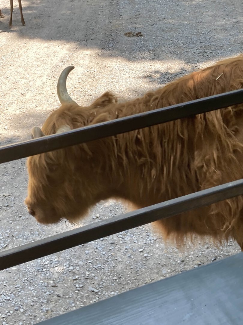 Scottish Highland Cattle