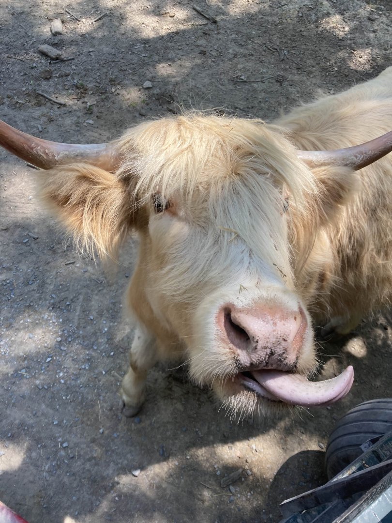 Scottish Highland Cattle