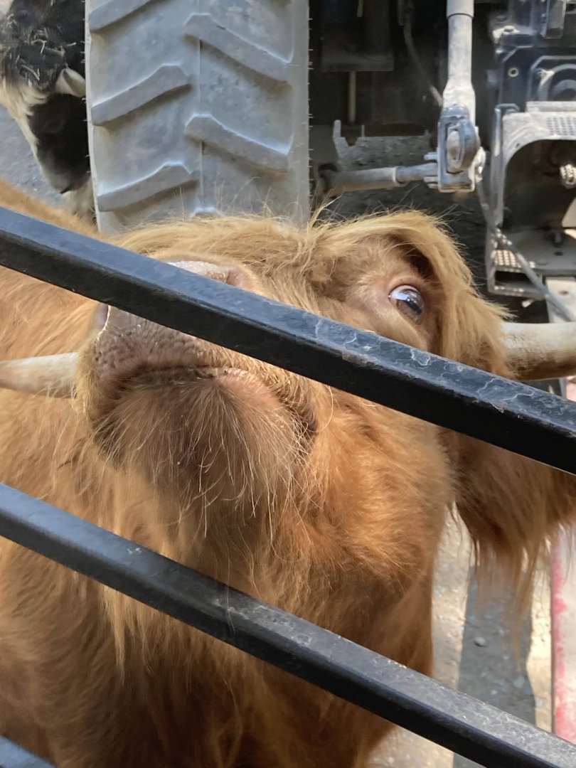 Scottish Highland Cattle