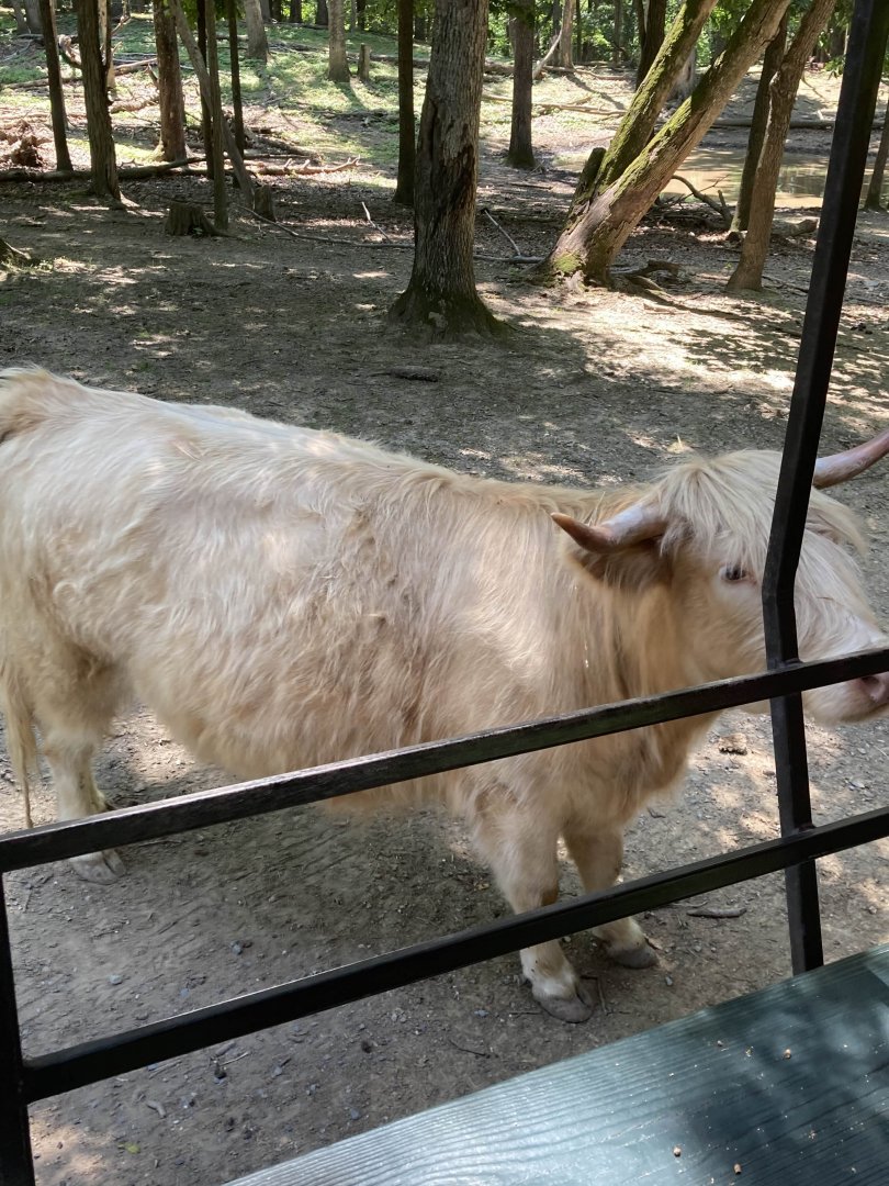 Scottish Highland Cattle