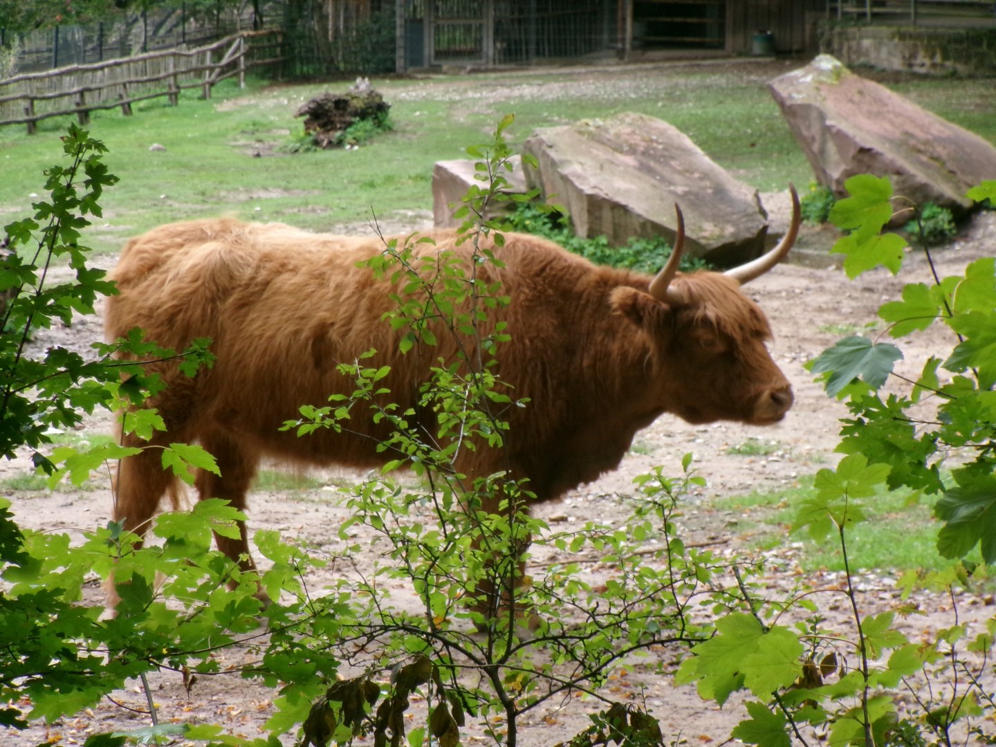 Scottish Highland cattle