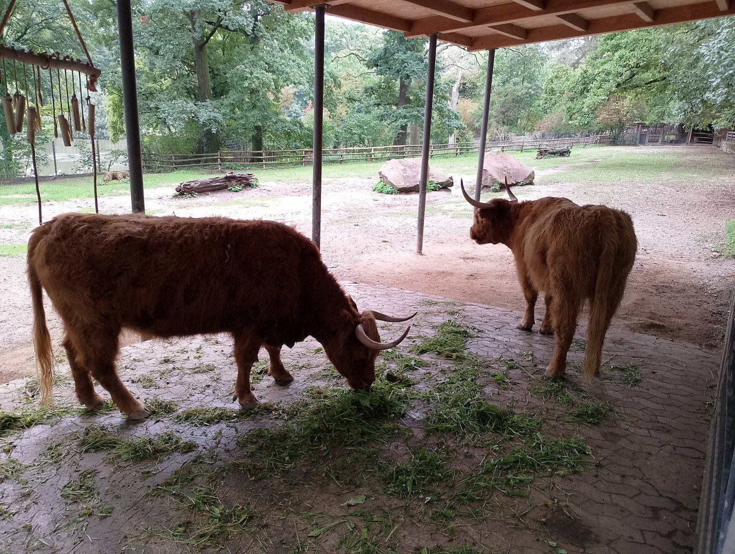 Scottish highland cattle
