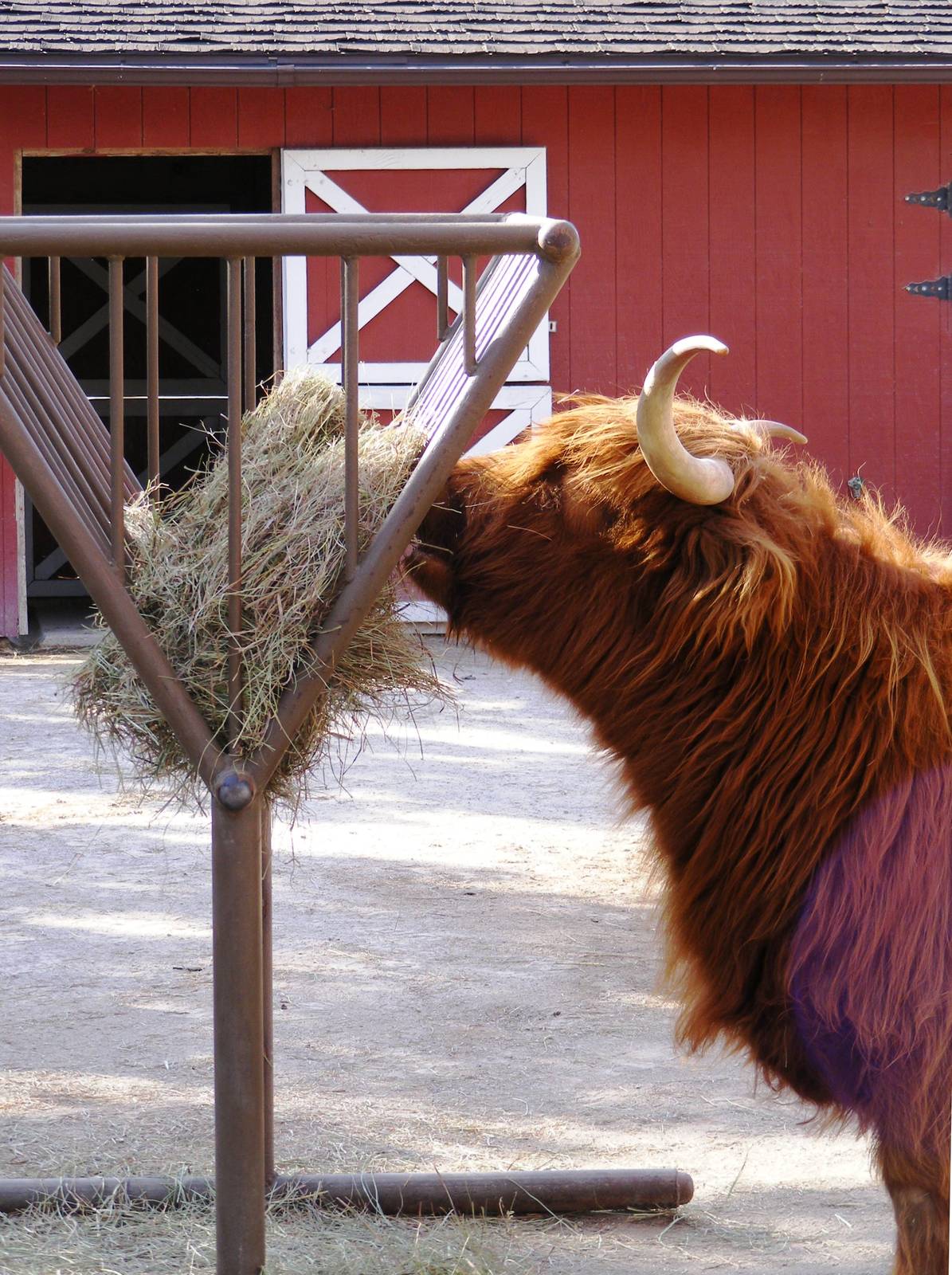 Scottish Highland Cow in Children's Zoo