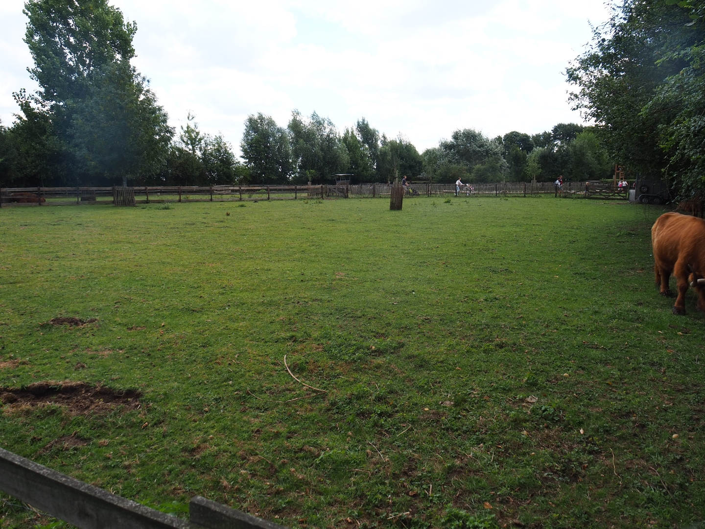 Scottish Higland cattle paddock