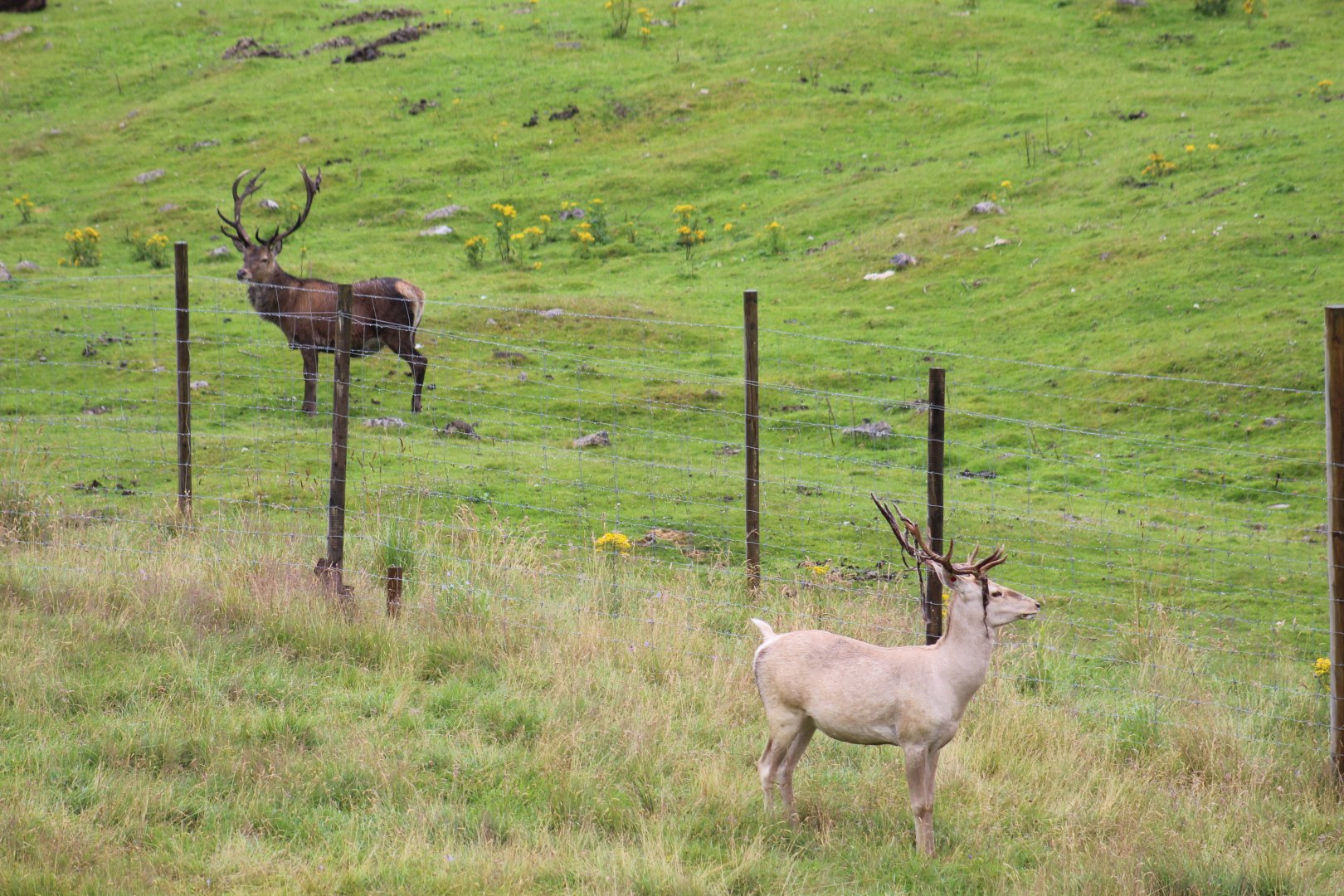 Scottish Red Deer and Bactrian Deer