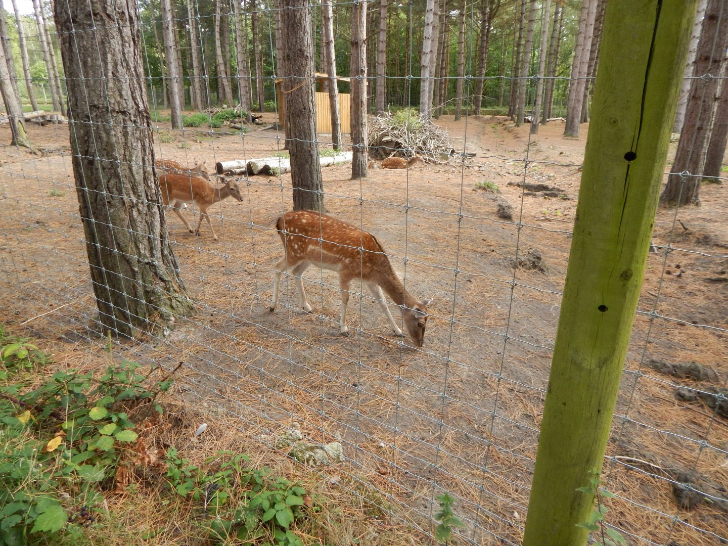 Scottish red deer and Fallow deer habitat 030924