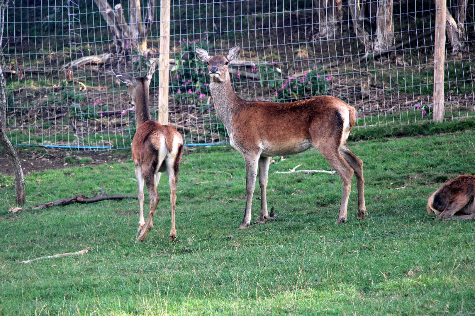 Scottish red deer (Cervus elaphus scoticus)
