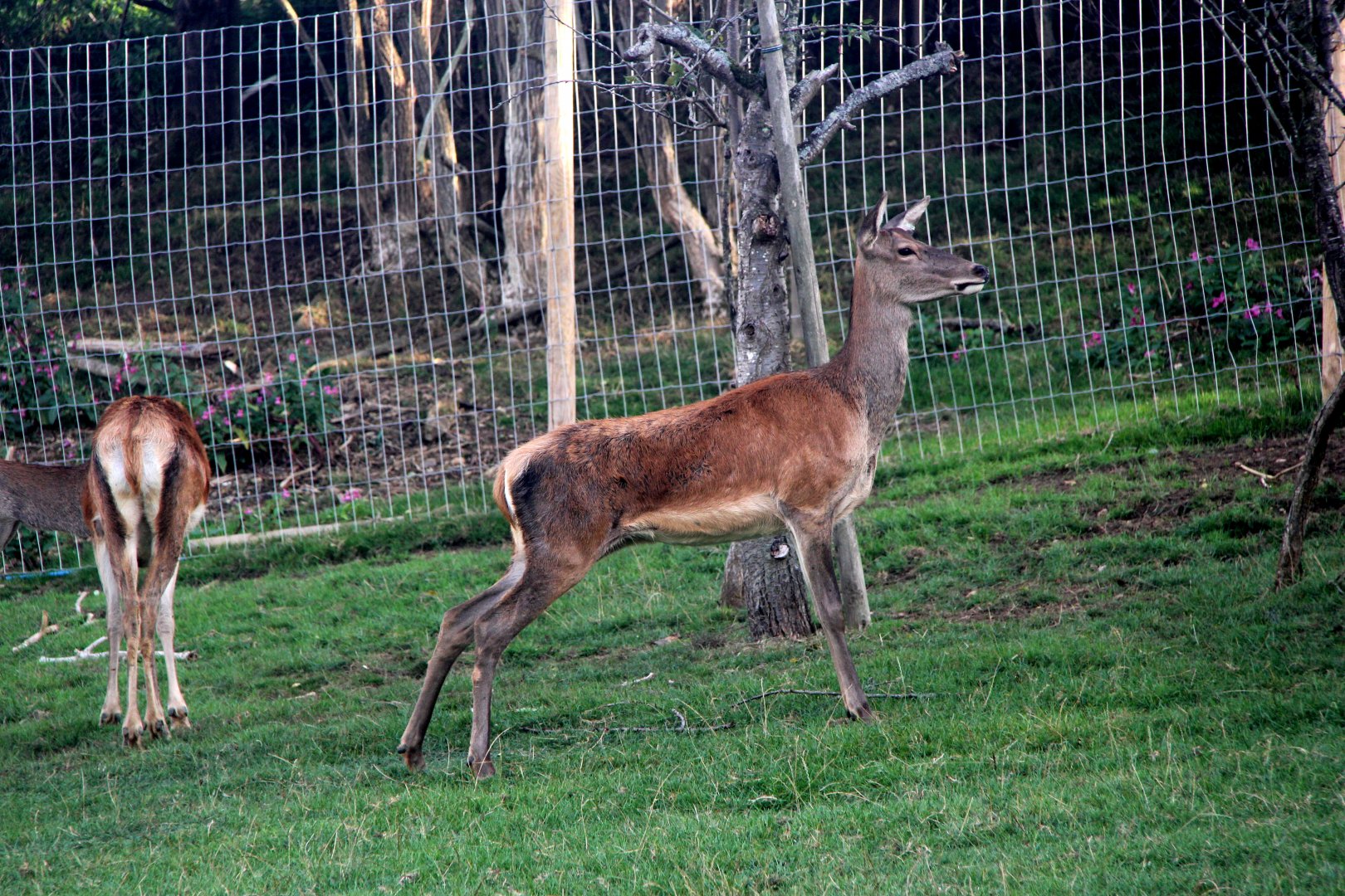 Scottish red deer (Cervus elaphus scoticus)