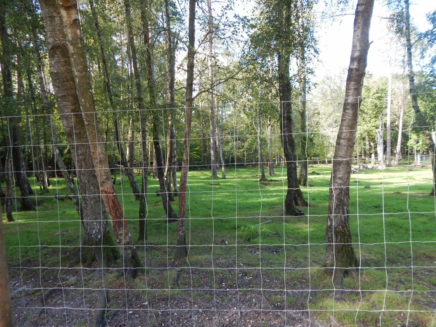 Scottish red deer habitat 130924