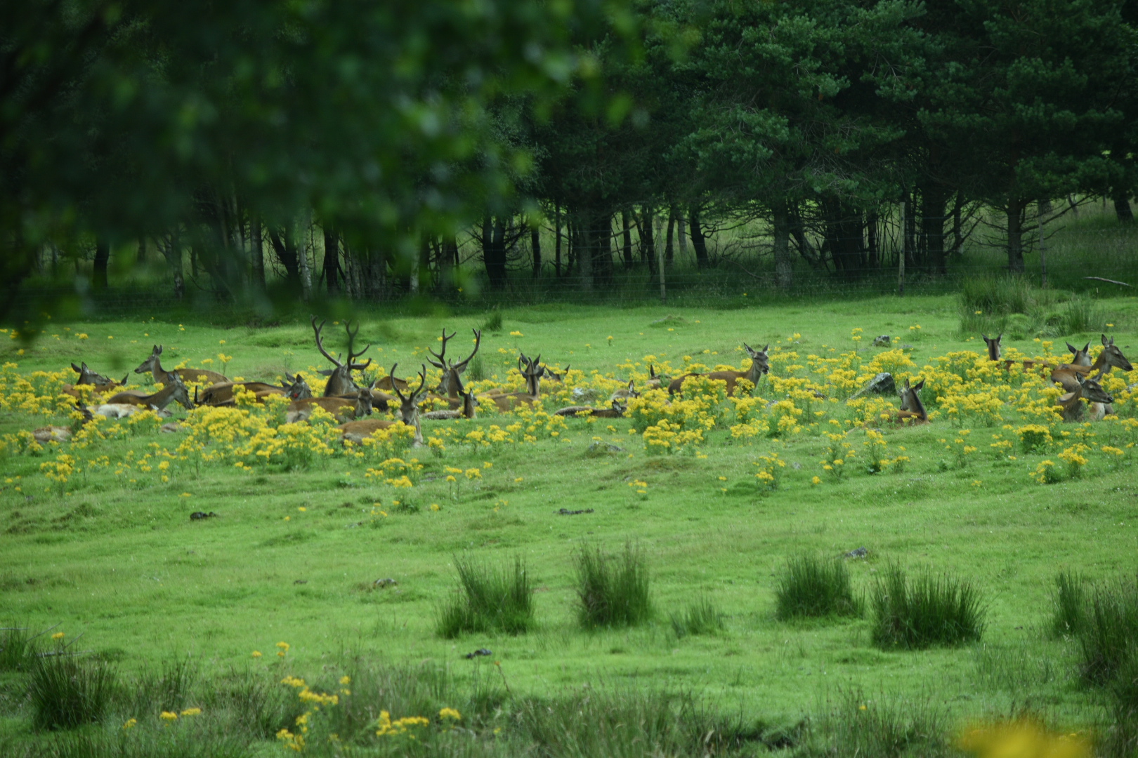 Scottish Red Deer Herd
