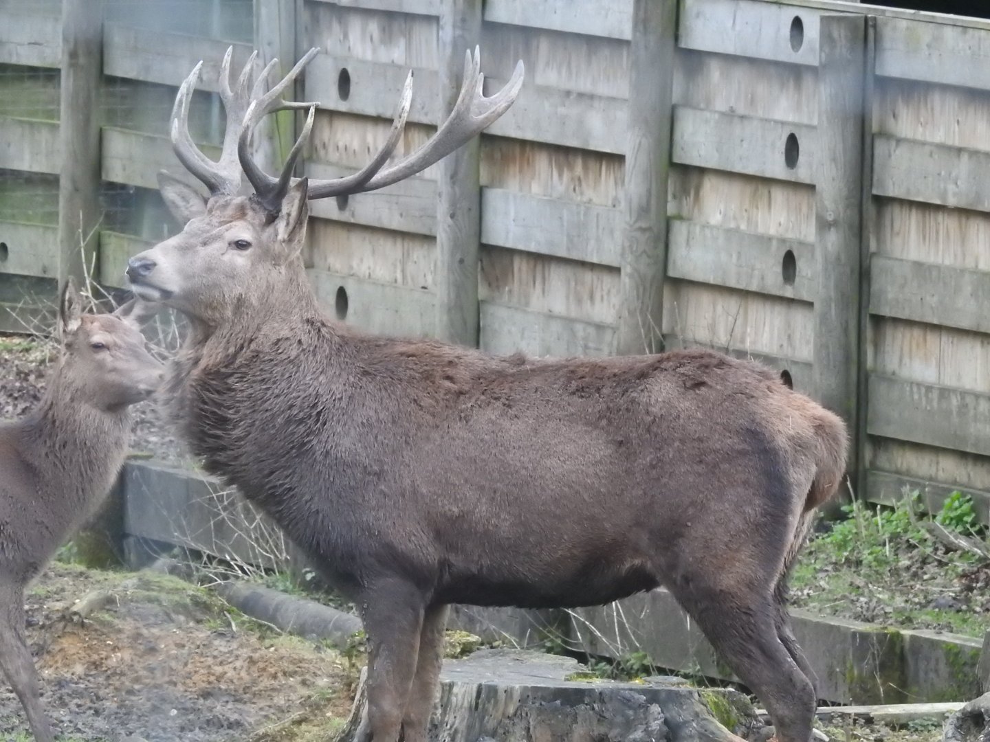 Scottish Red Deer Stag (Cervus elaphus scoticus)