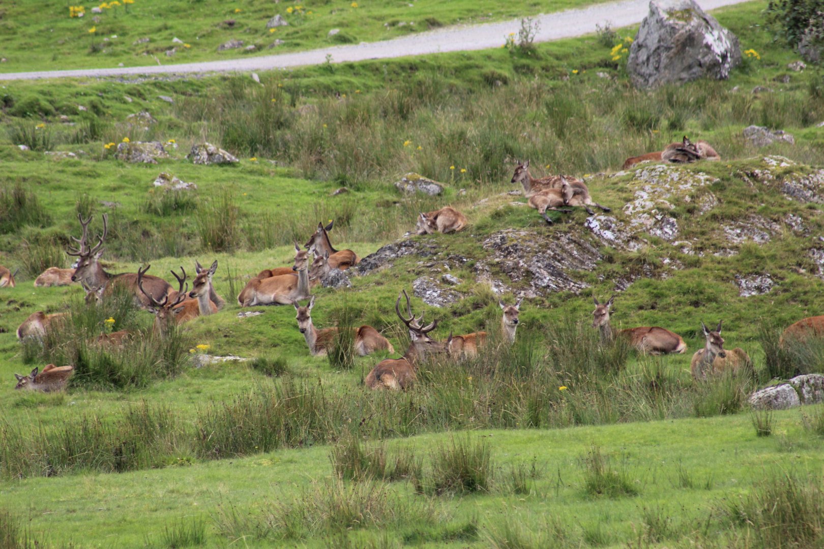 Scottish Red Deer