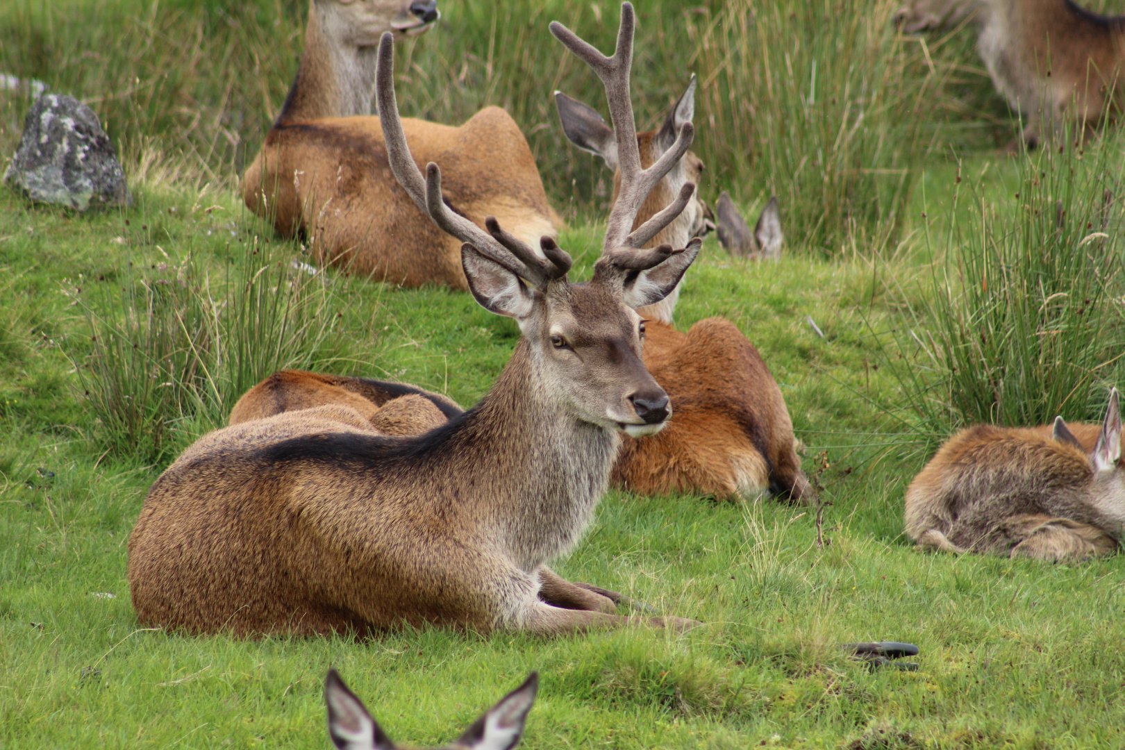 Scottish Red Deer