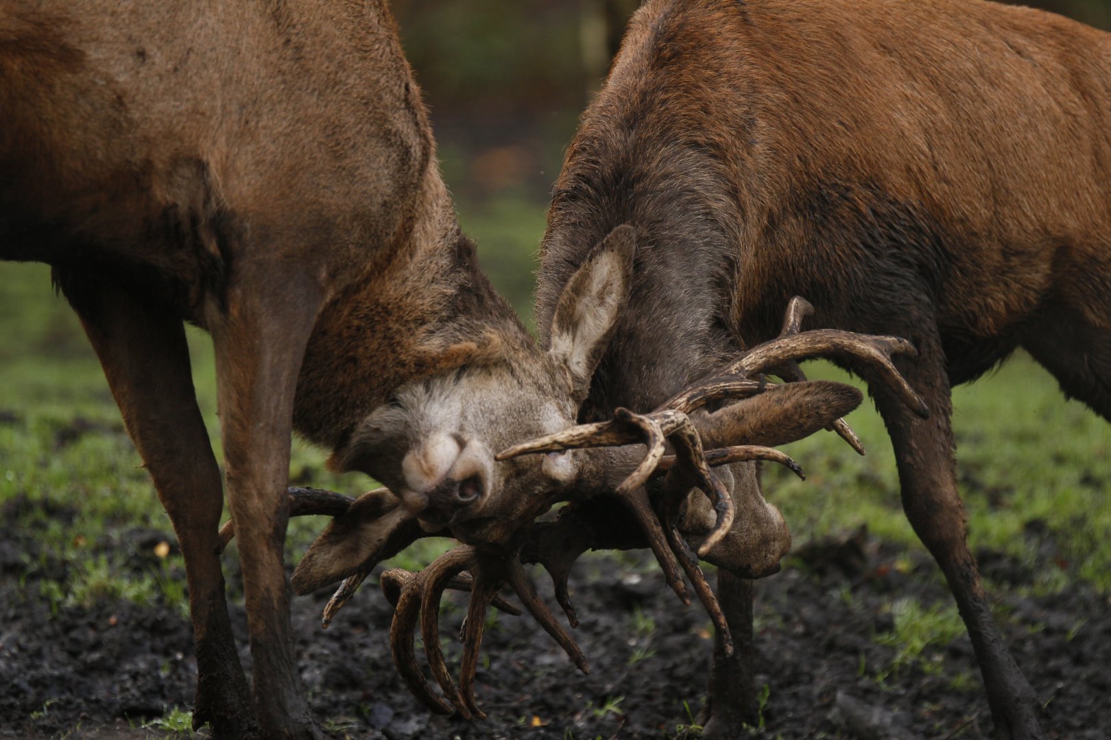 Scottish Red Deer