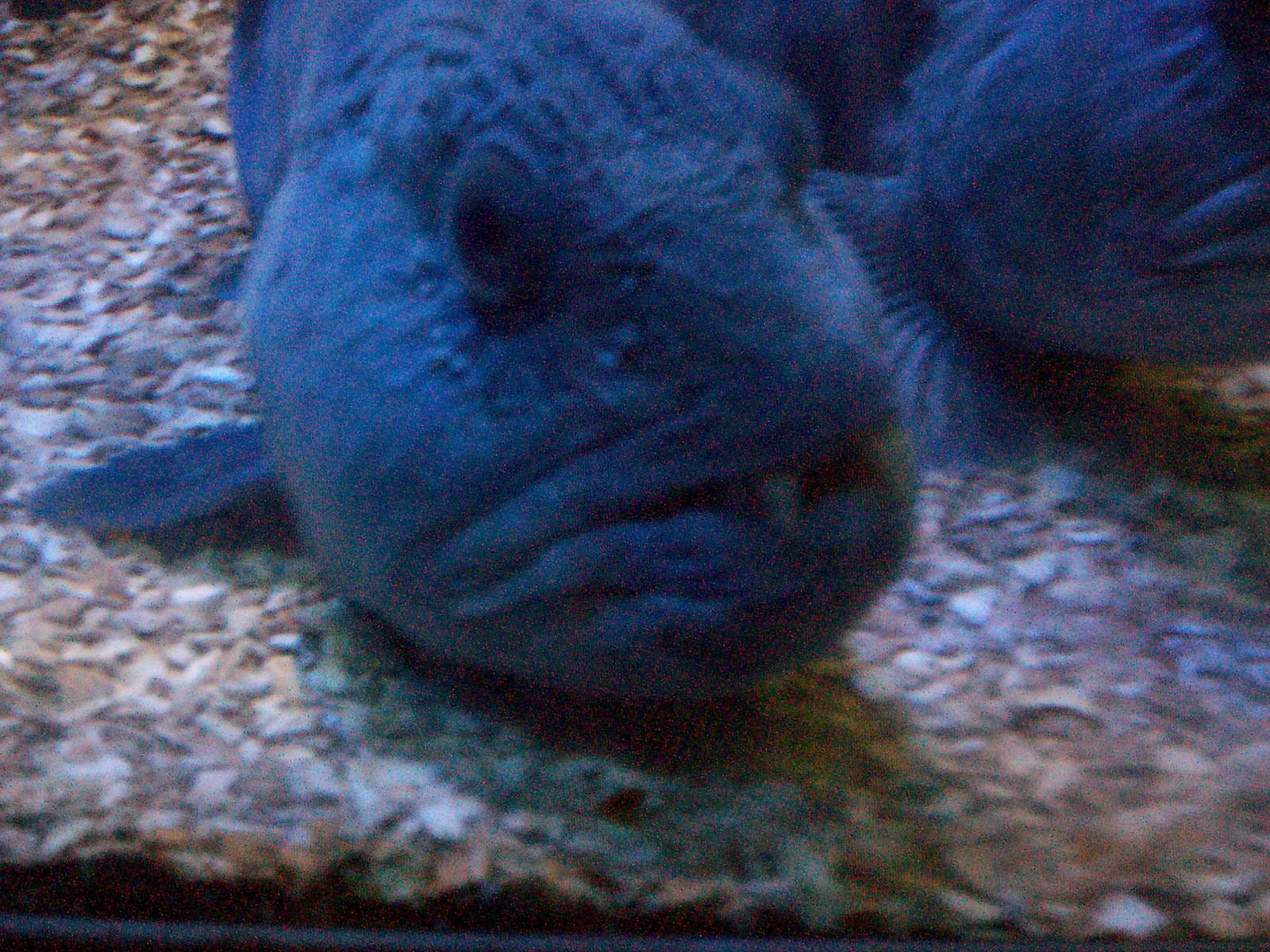 Scottish sea life centre, Oban 03/08/10