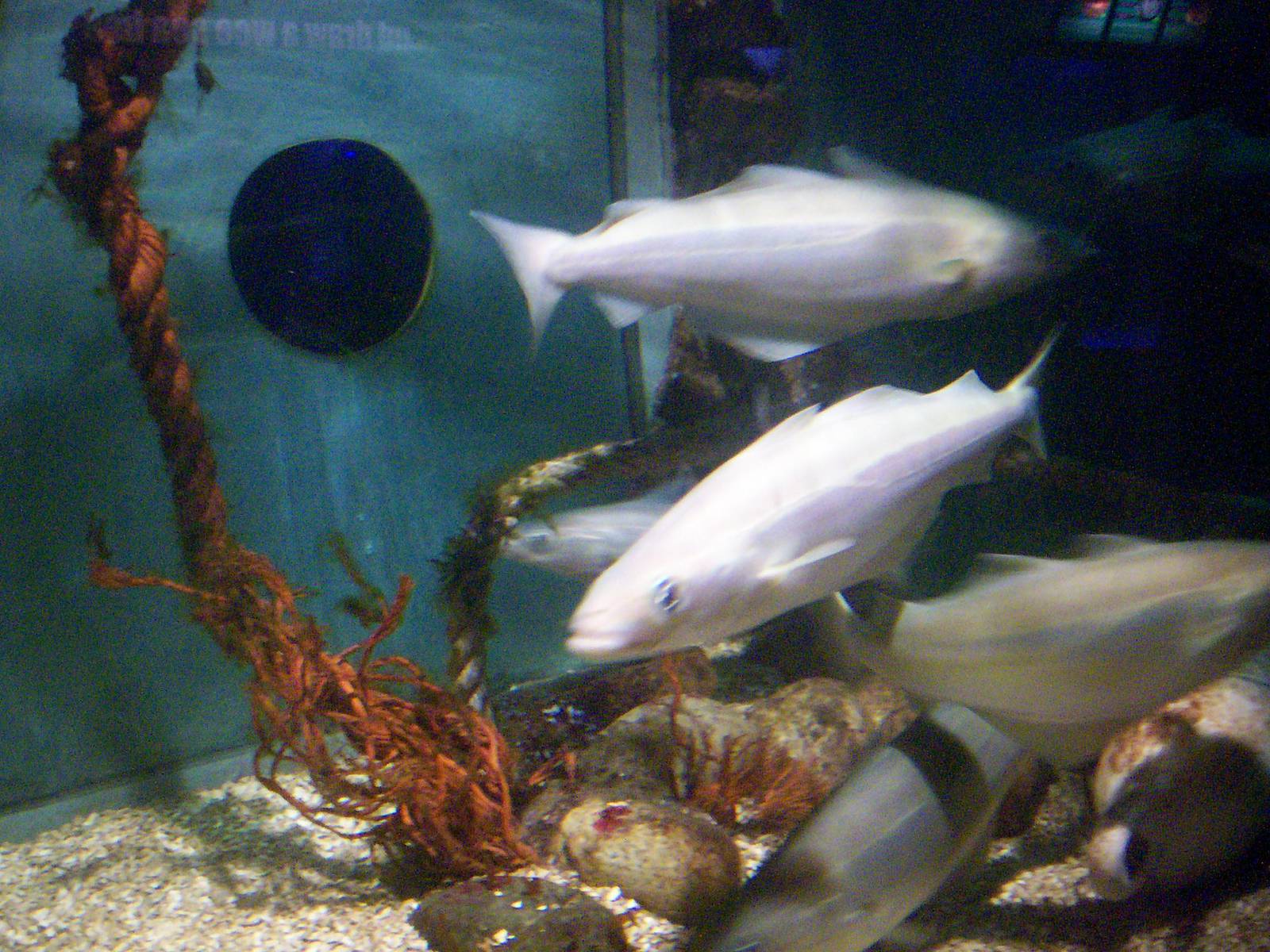 Scottish sea life centre, Oban 03/08/10