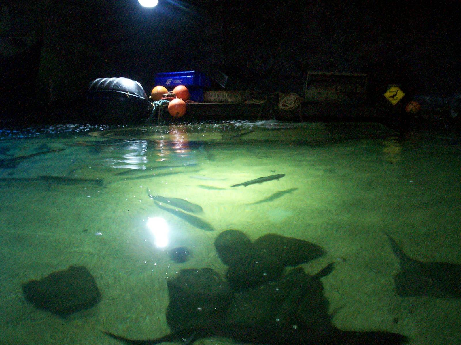 Scottish sea life centre, Oban 03/08/10