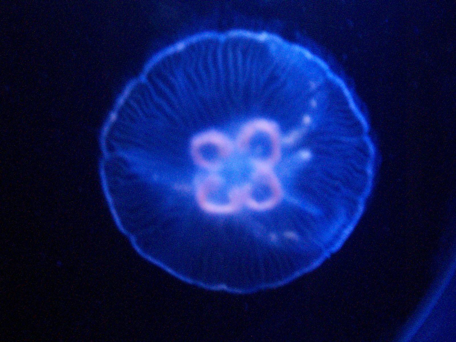 Scottish sea life centre, Oban 03/08/10