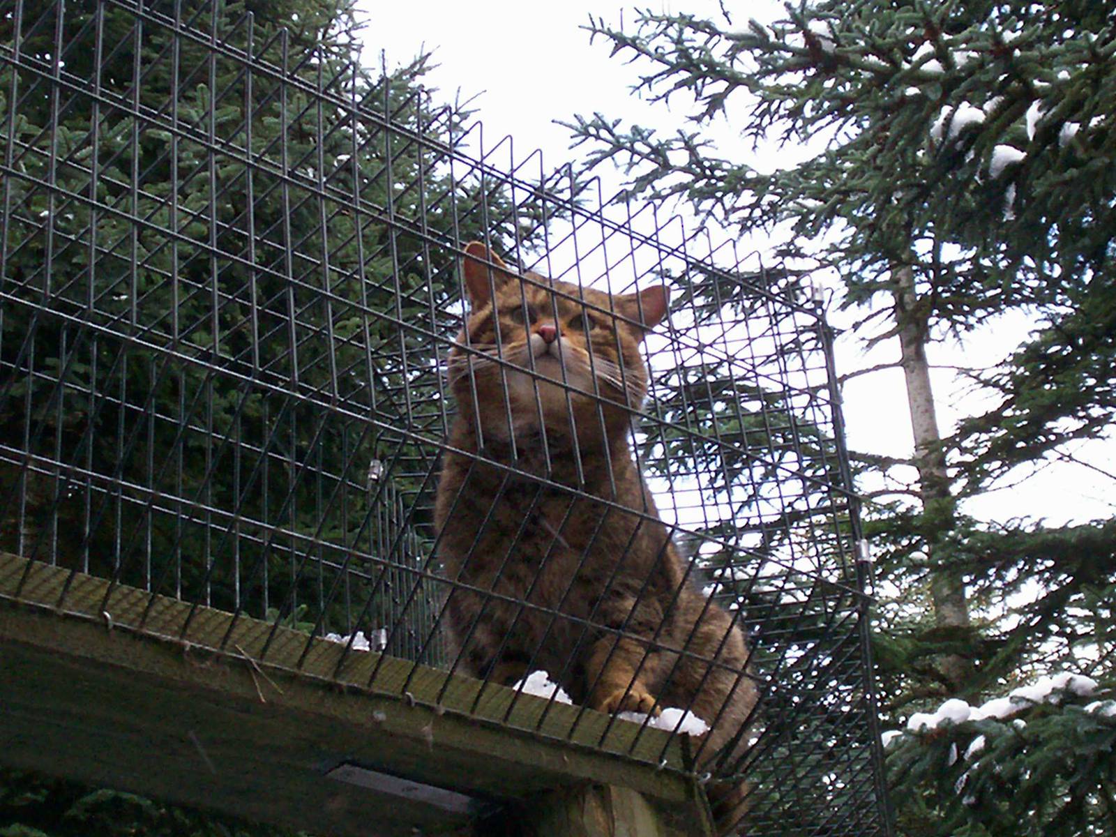 Scottish wilcat at HWP