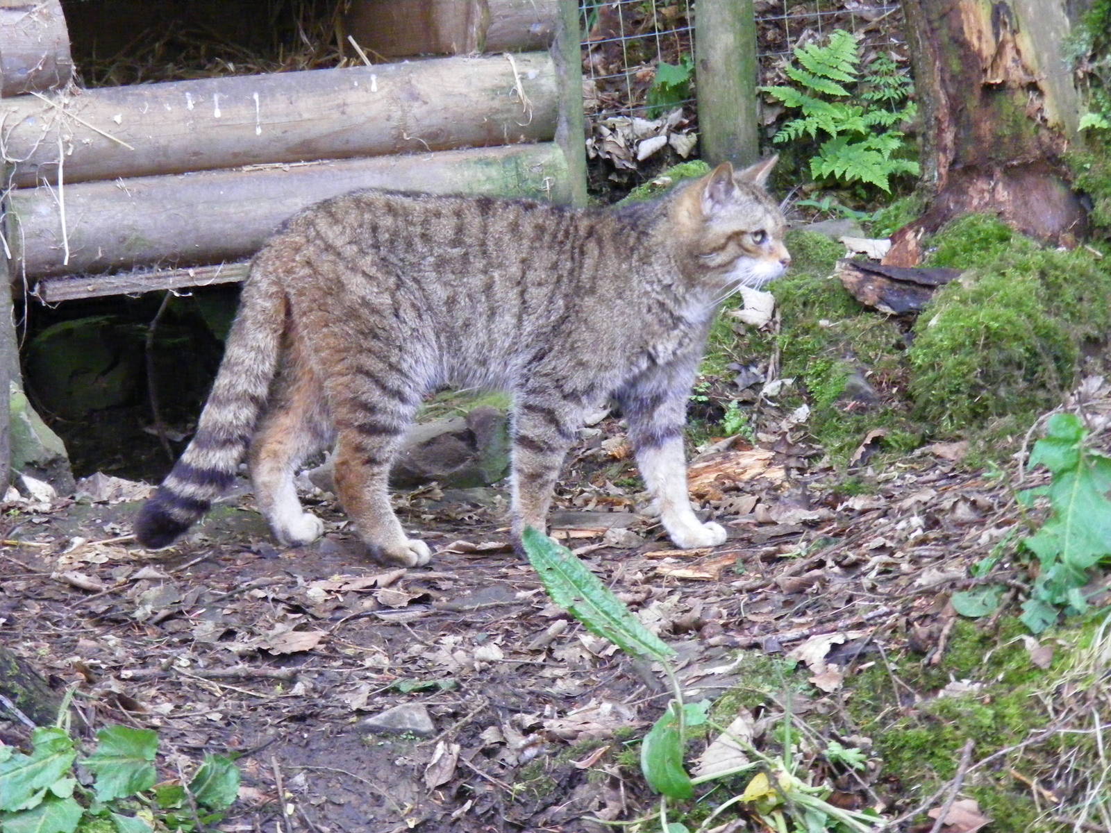 Scottish wild cat at Galloway Wildlife Conservation Park, 16 May 2010