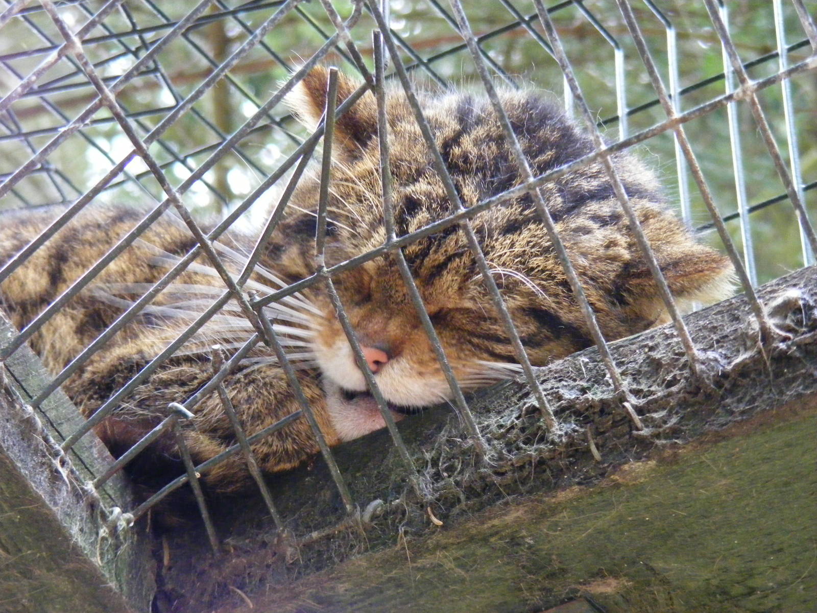 Scottish wild cat at Highland Wildlife Park, 17 May 2010