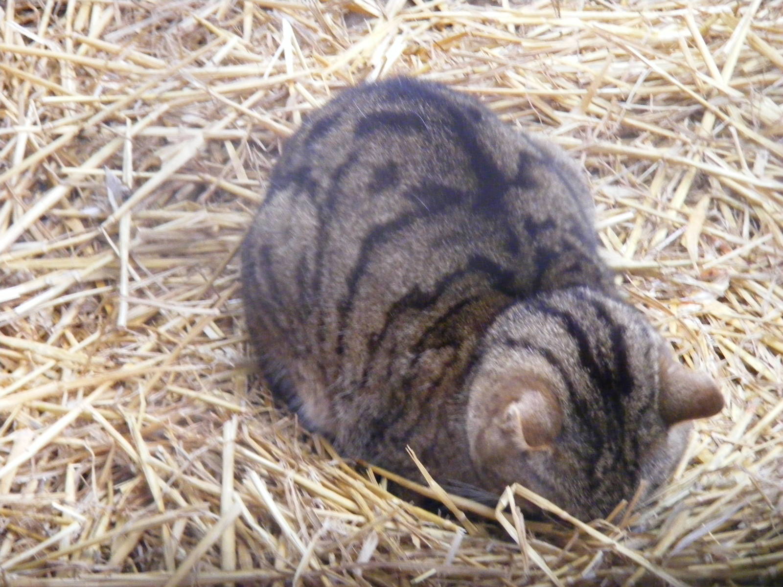 Scottish wild cat at Wingham Wildlife Park, 2 April 2010