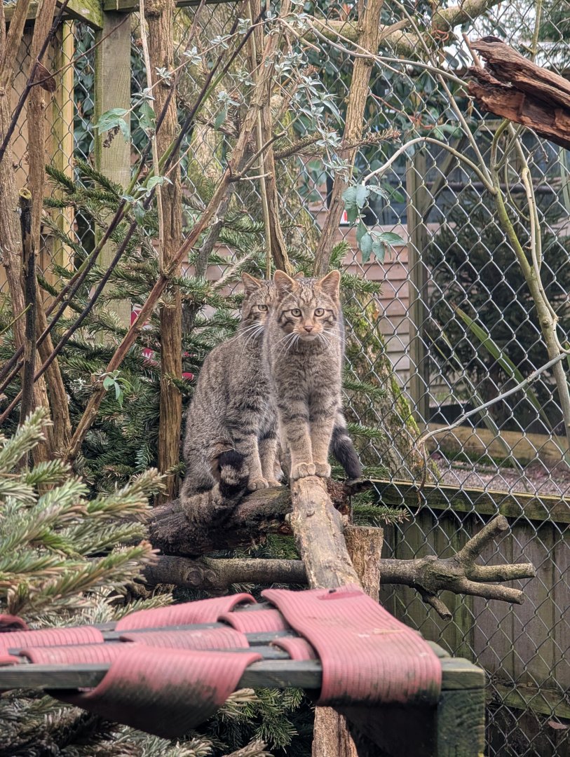 Scottish Wild Cat, Axe Valley Wildlife Park