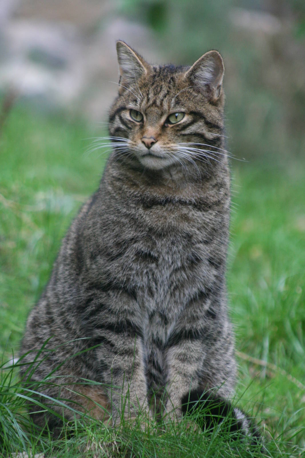 Scottish Wild Cat @ Edinburgh; 17.10.2014