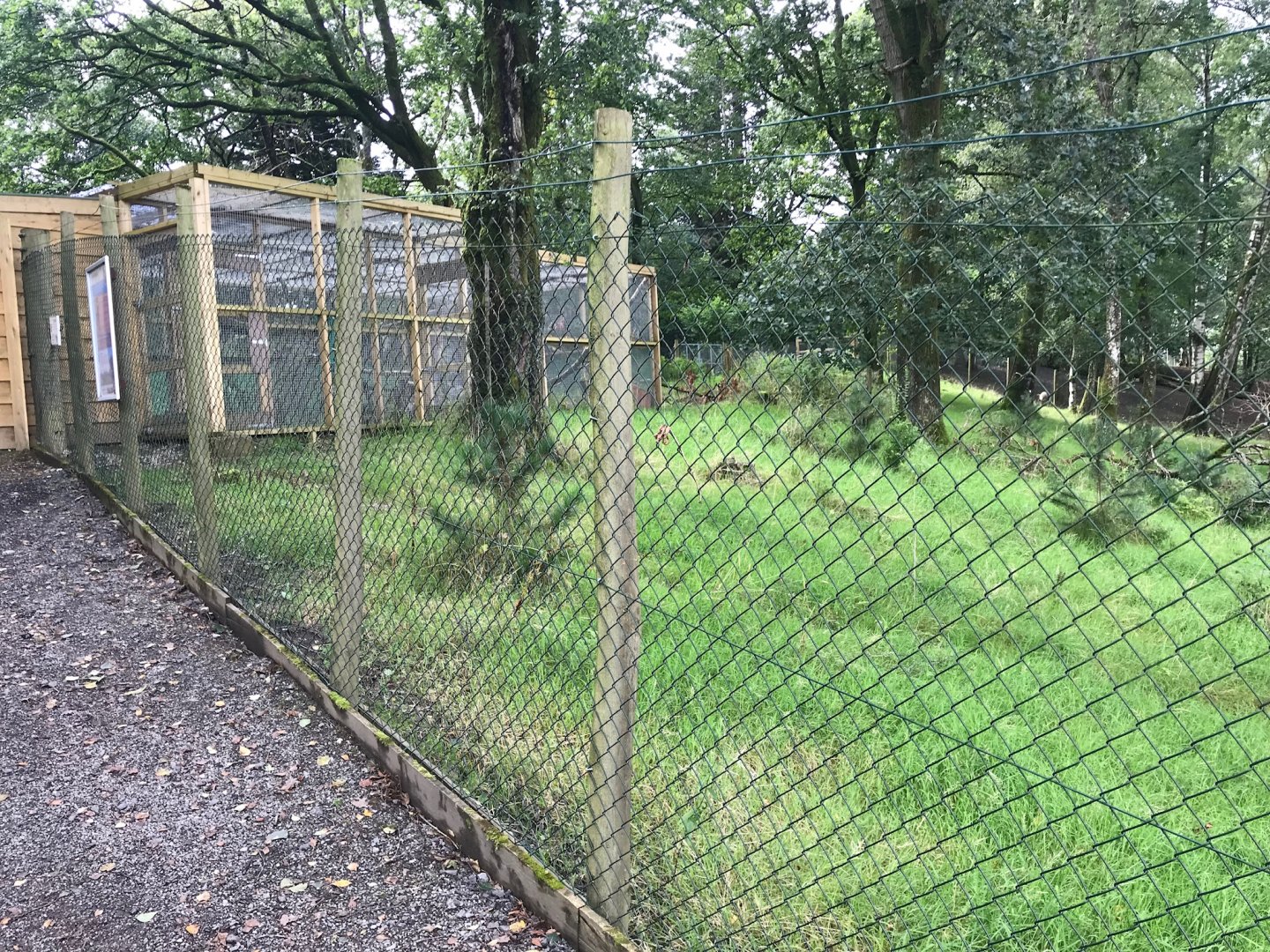 Scottish Wild Cat enclosure