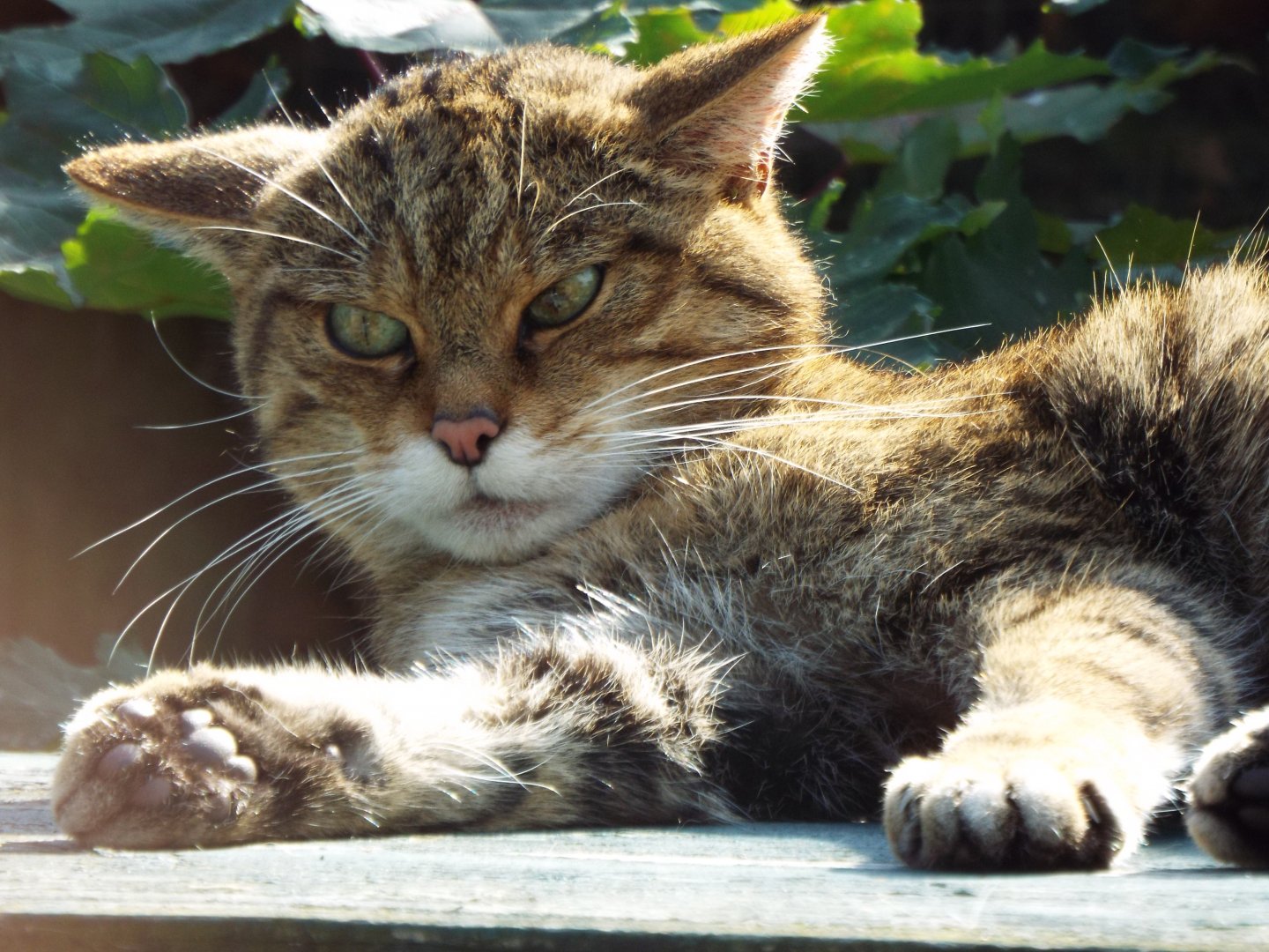 Scottish Wild Cat, Thrigby Hall