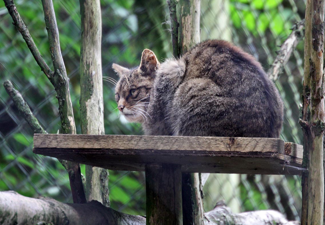Scottish wild cat