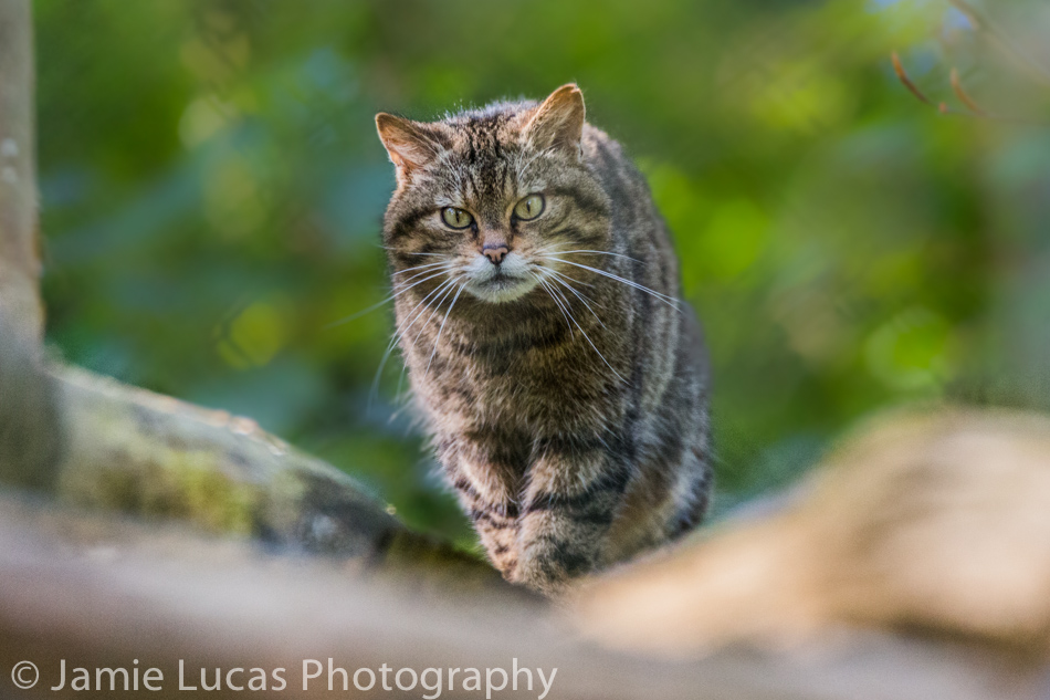 Scottish Wild Cat