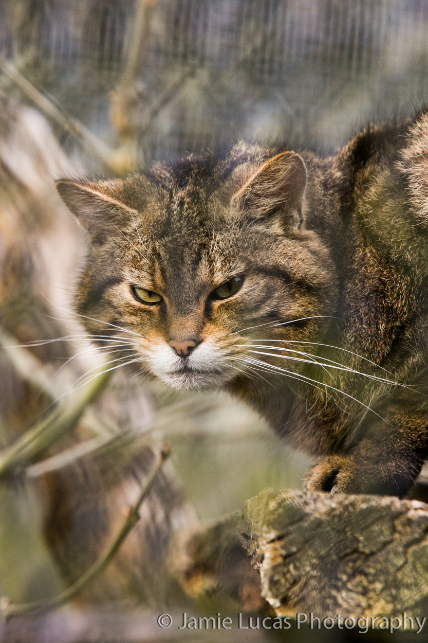 Scottish Wild Cat