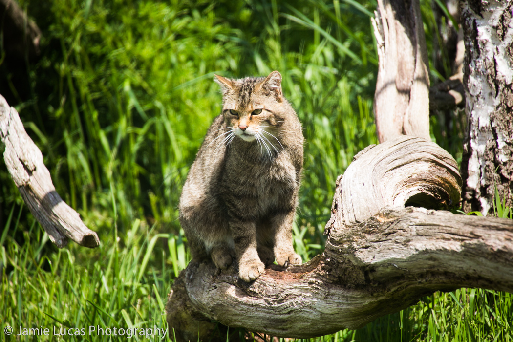 Scottish Wild Cat