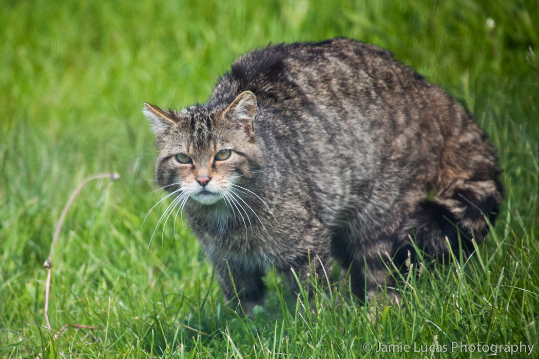 Scottish Wild Cat