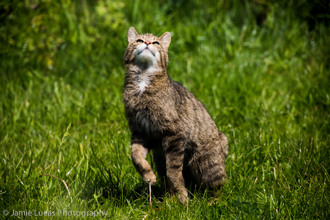 Scottish Wild Cat