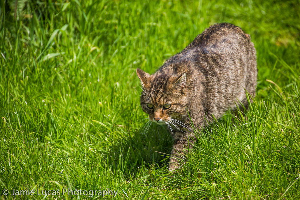 Scottish Wild Cat