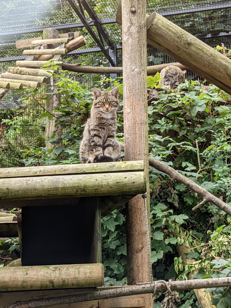 Scottish Wild Cat