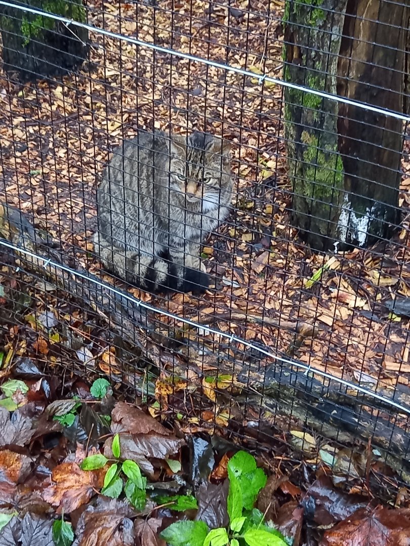 Scottish Wild Cat