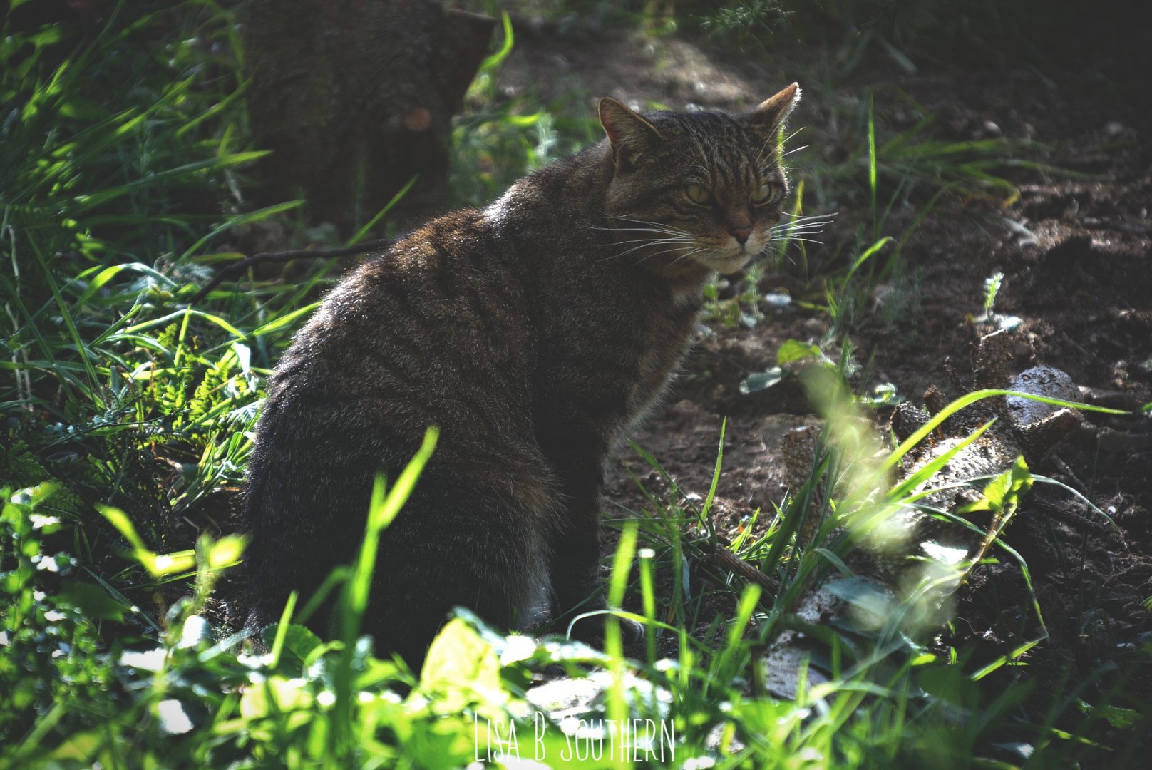 Scottish wild cat