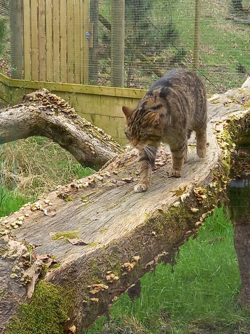 Scottish Wild Cat