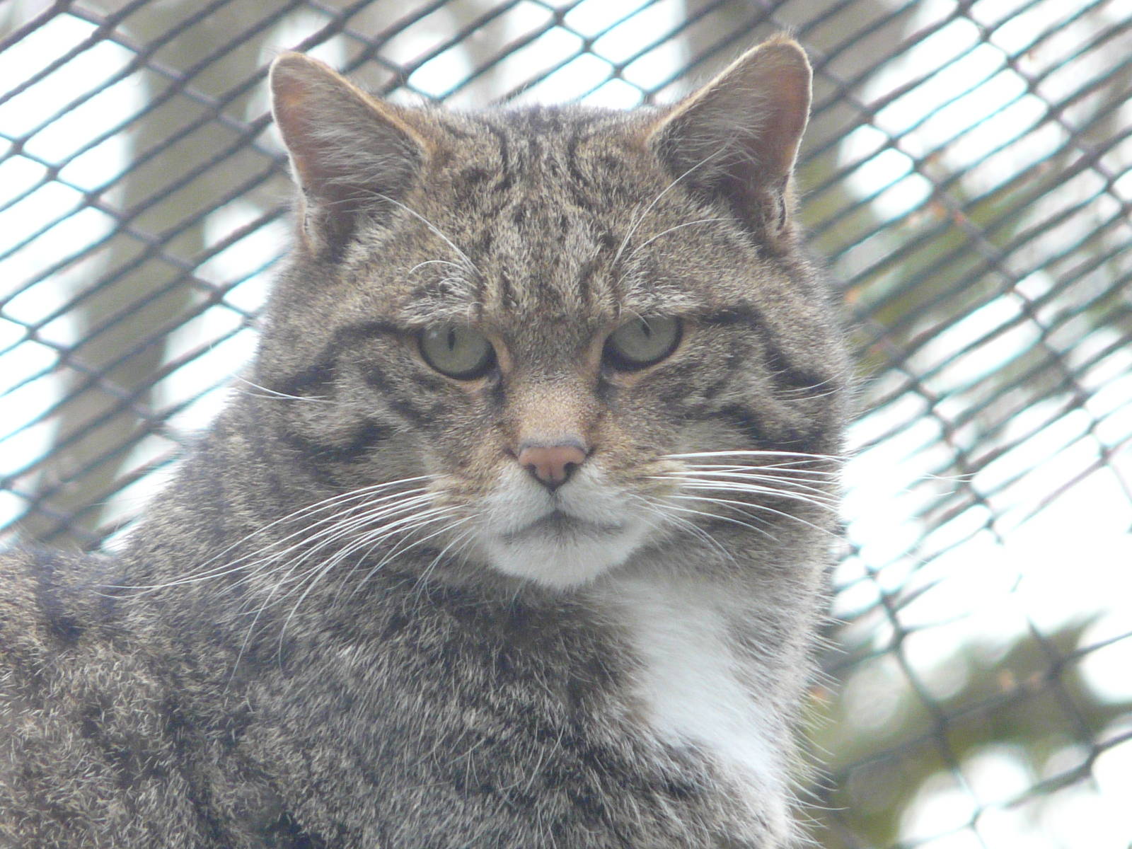 Scottish Wild Cat
