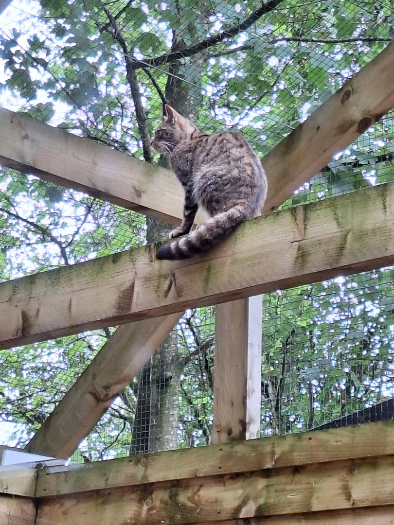 Scottish Wild Cat