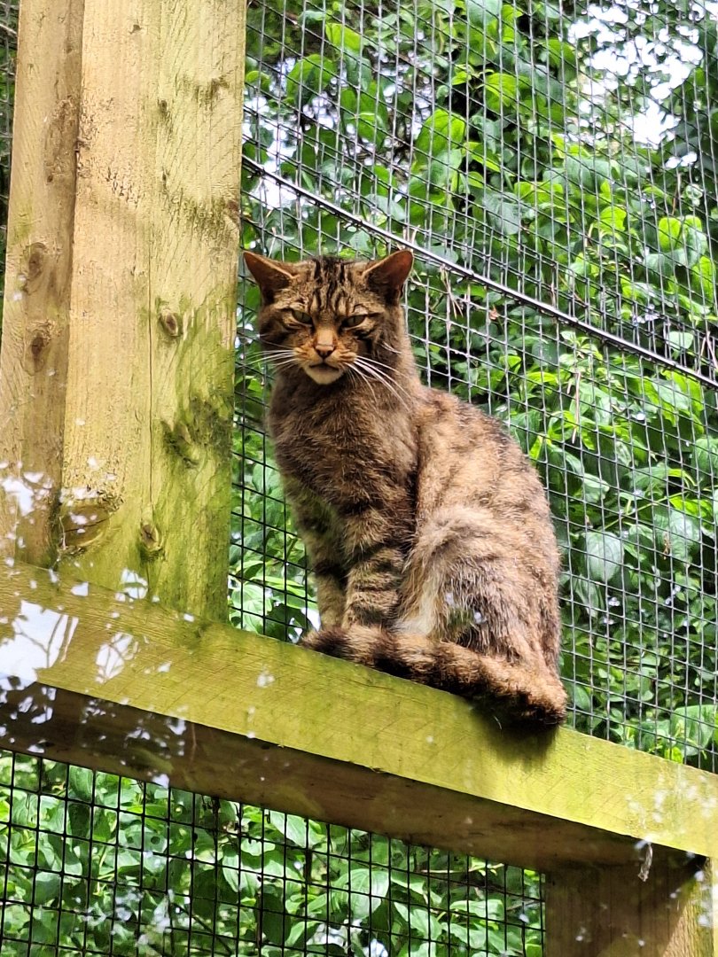 Scottish Wild Cat