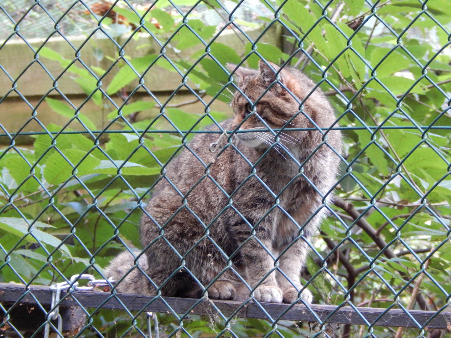 Scottish wildcat 030924
