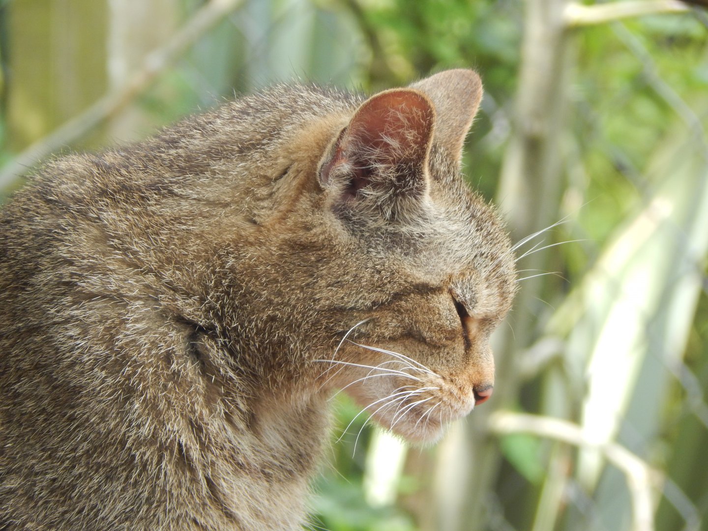 Scottish wildcat 060625
